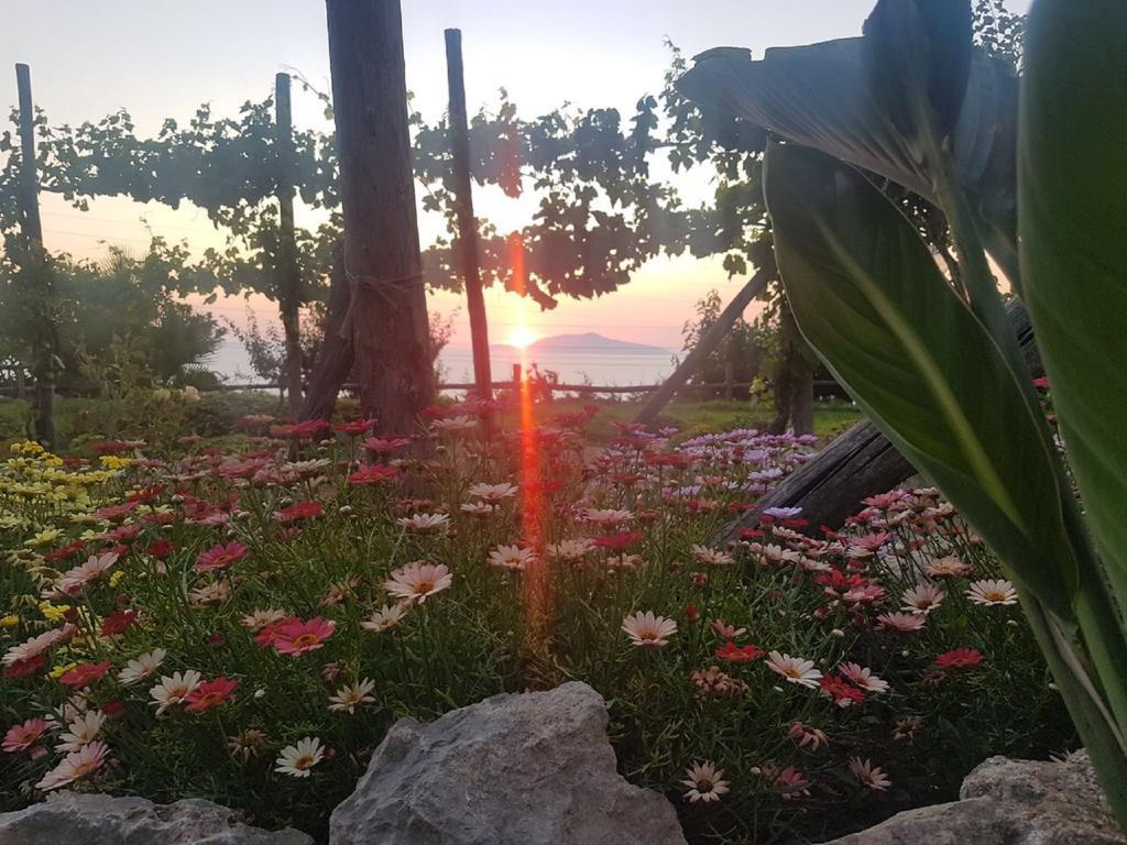 Del Sole * Anacapri (Isola di Capri)